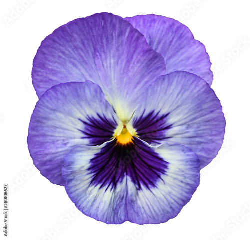 Blue pansy isolated on white background © jerzy