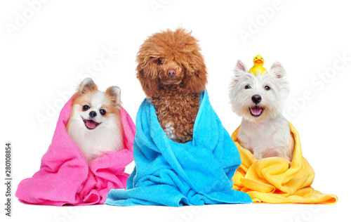 Tableau sur Toile Three dogs in towels after bathing