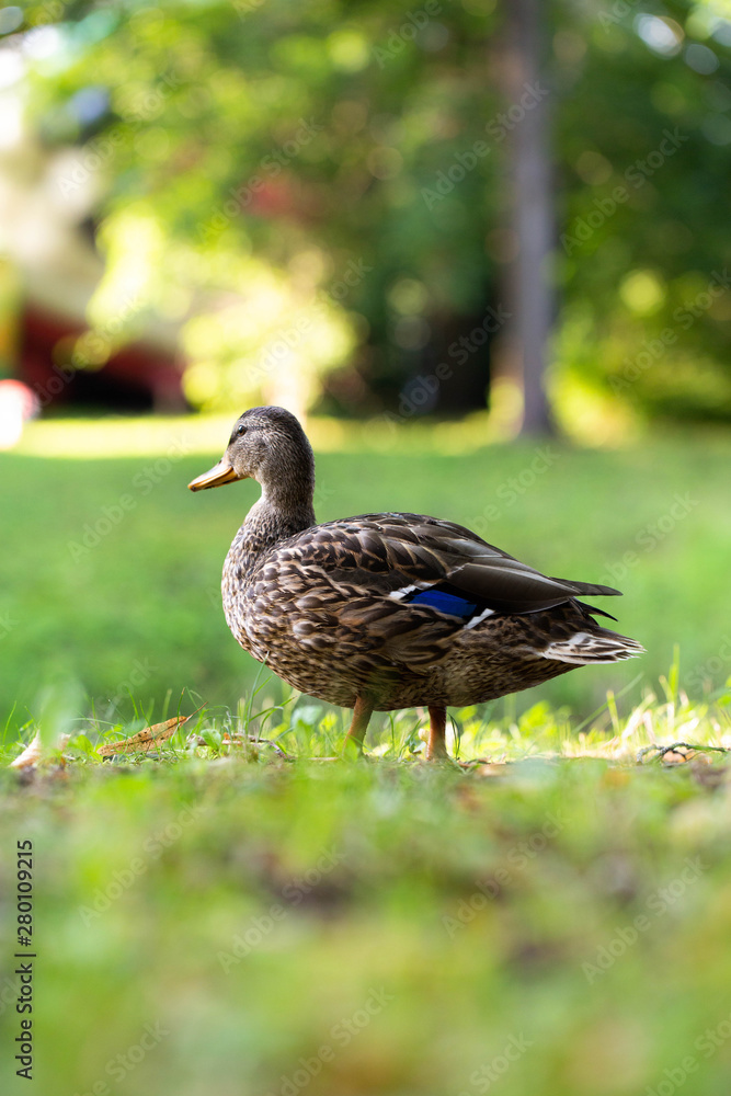 wild famale duck walking on grass wild famale duck walking on grass