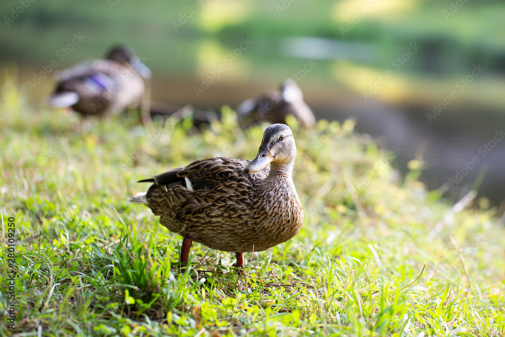 wild famale duck walking on grass wild famale duck walking on grass