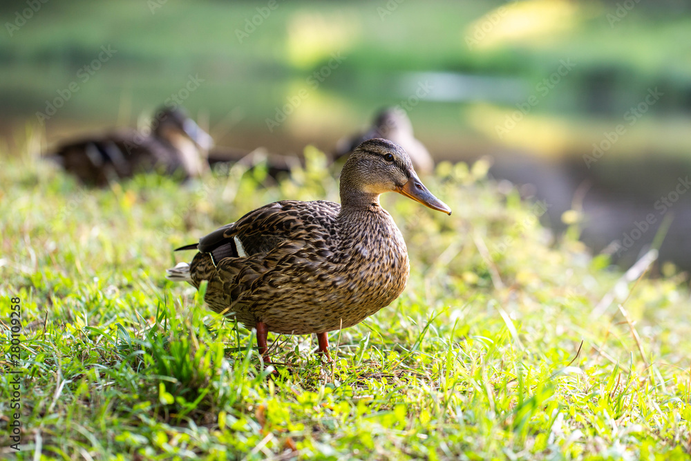 wild famale duck walking on grass wild famale duck walking on grass