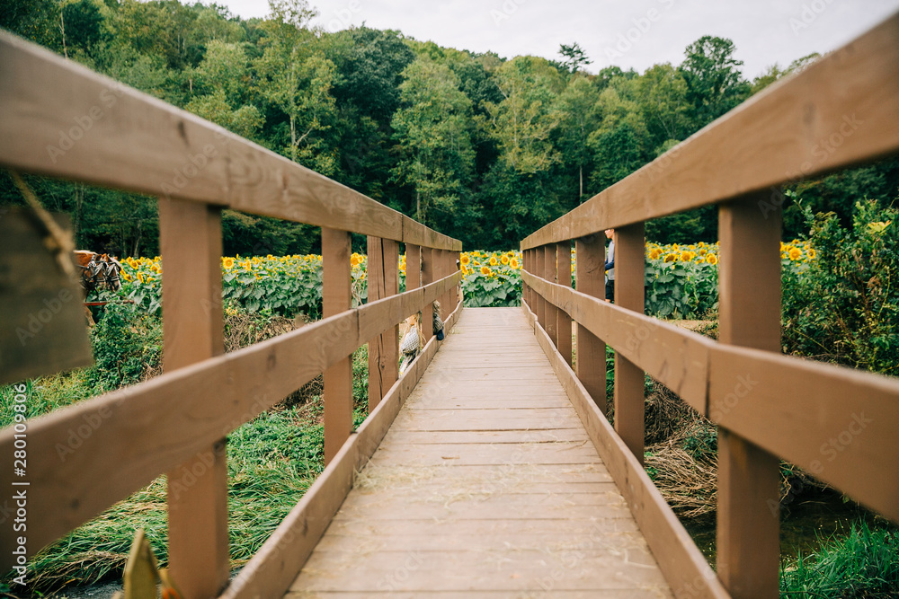 A long narrow wooden bridge leading out to a field of blooming sunflowers