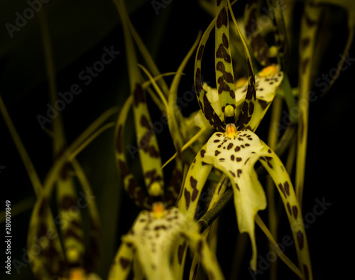 Spider Orchid © Arthur