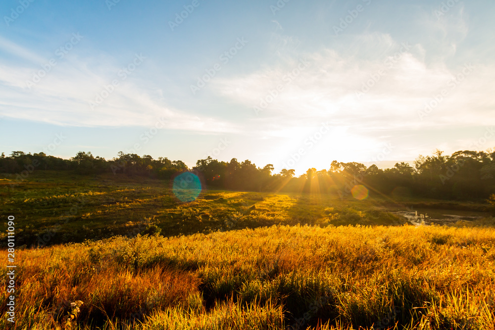 Obraz premium Beautiful scene with waving wild grass on a sunset. Shot with lens flare