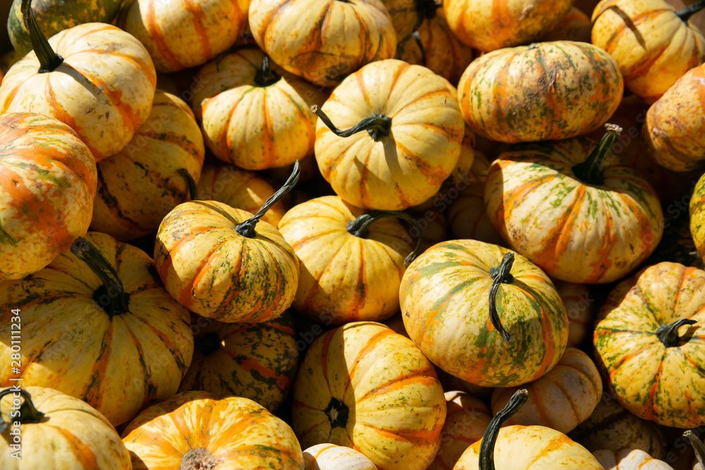 Large Piles Scattering of Orange Pumpkins and Gourds at a Pumpkin Patch in October for a Fall Festival