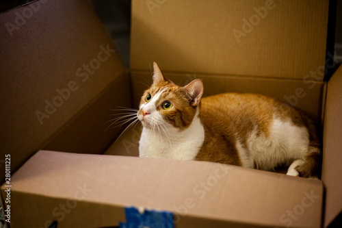 Fototapeta Naklejka Na Ścianę i Meble -  cat in a box