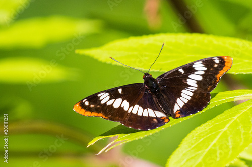 A Beautiful Lorquin's Admiral Butterfly
