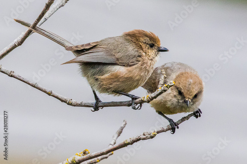 A Pair of Bushtits Take on the World photo