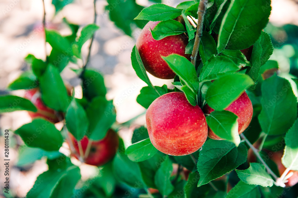 Closeup of red apples frowing on an apple tree with a leafy brach ready to be picked Closeup of red apples frowing on an apple tree with a leafy brach ready to be picked