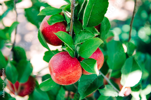 Closeup of red apples frowing on an apple tree with a leafy brach ready to be picked
