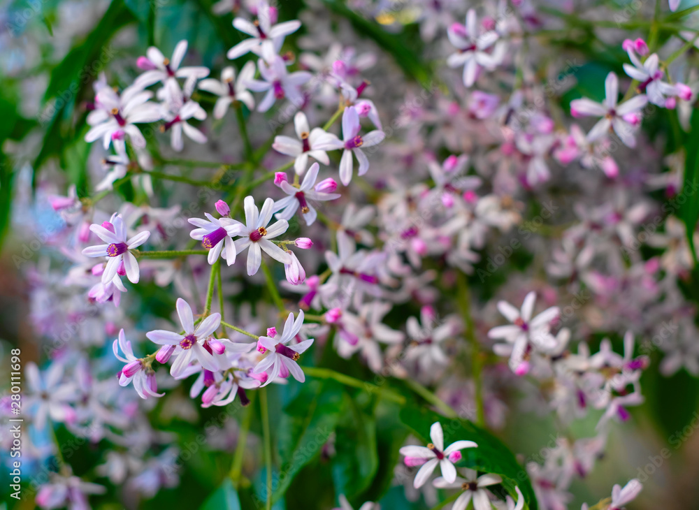 Many small pale flowers on soft green floral background.