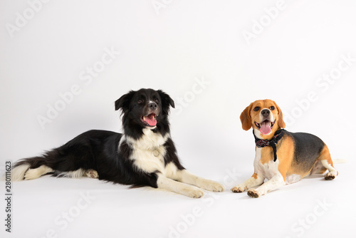 Border Collie Lino and Beagle Nero are very best Friends © Alexander Wurditsch