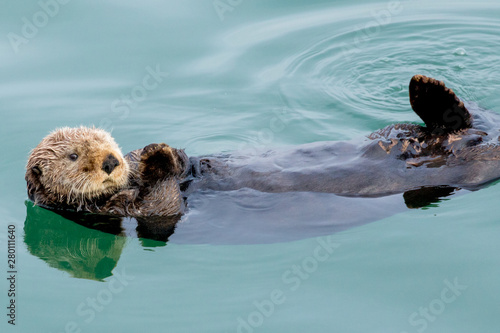 Sea Otter © Mark Paul
