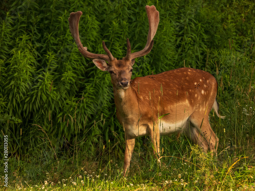 FallowDeer