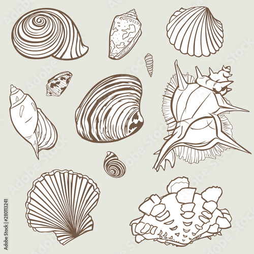 Vector hand drawn elements from seashell paradise collection. Element design for invitations, greeting cards, posters, prints, banners, flyers etc.