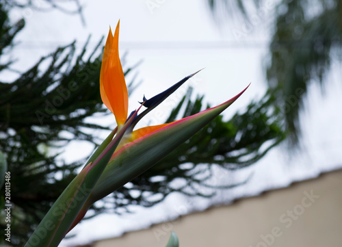 colorful bird of paradise