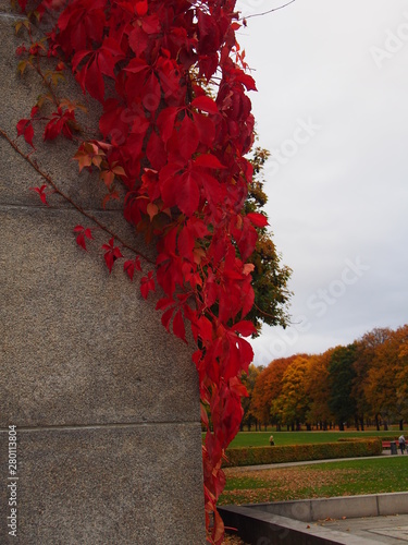 Canvas Print red autumn leaves in oslo