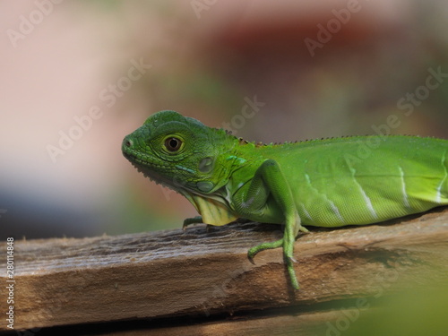 Baby Iguana