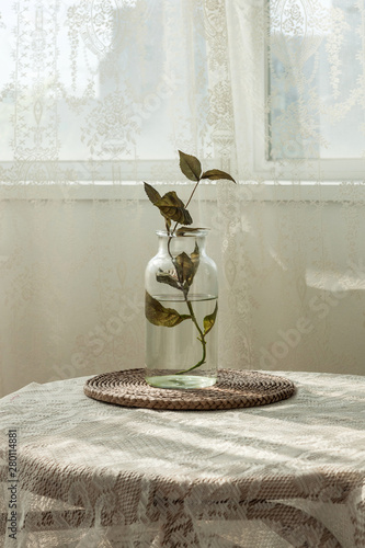 White room interior with plants photo