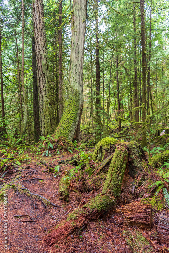 View at Mountain Trail in British Columbia, Canada. Forest Background. View at Mountain Trail in British Columbia, Canada. Forest Background.
