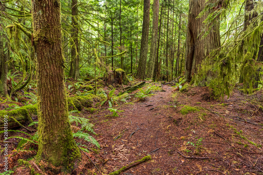 Naklejka premium View at Mountain Trail in British Columbia, Canada. Forest Background.