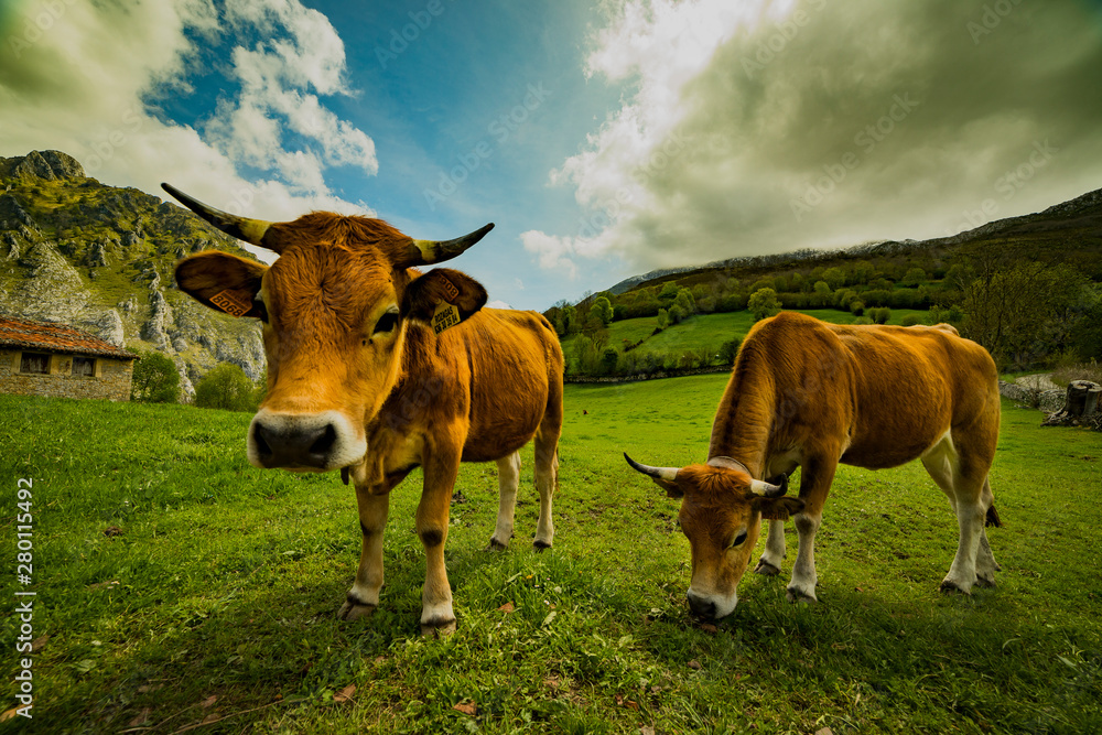landscape of cows on green meadow with sky and mountains in background