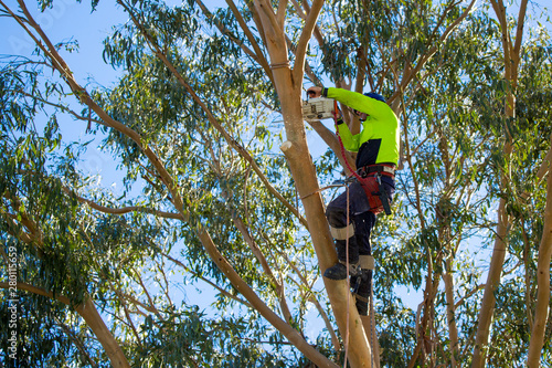 A professional arborist, or tree surgeon uses a chainsaw high in a eucalyptus tree to prune back long branches in New Zealand  photo