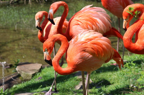 flamingo in zoo