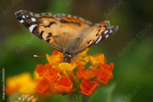 American Lady Butterfly © crystalseye
