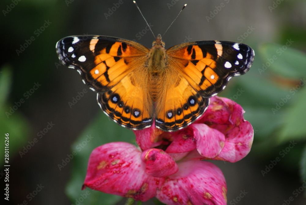Obraz premium American Lady Butterfly