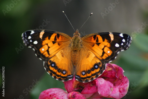 American Lady Butterfly