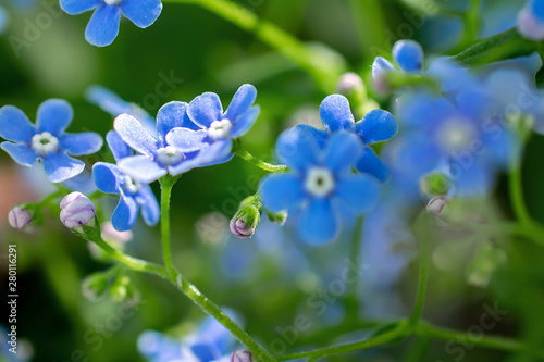 some forget-me flowers close up