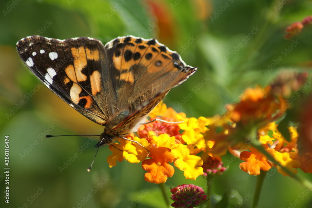 American Lady Butterfly American Lady Butterfly