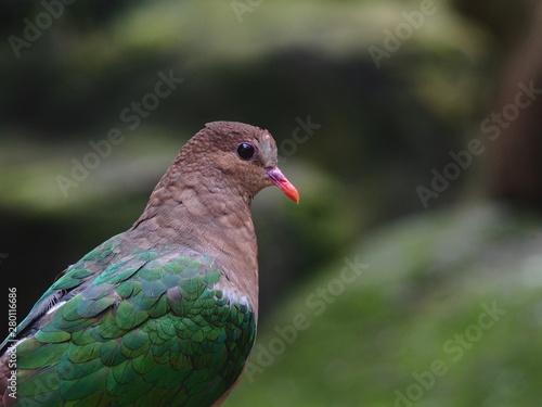 Elegant Graceful Emerald Dove in a Closeup Portrait. © Andreas