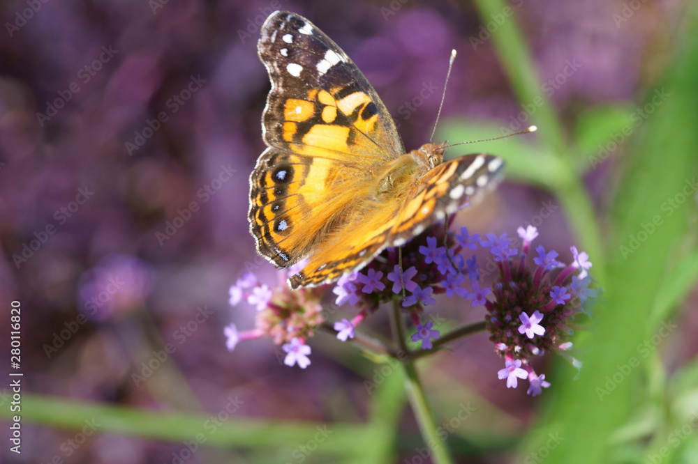 Obraz premium American Lady Butterfly
