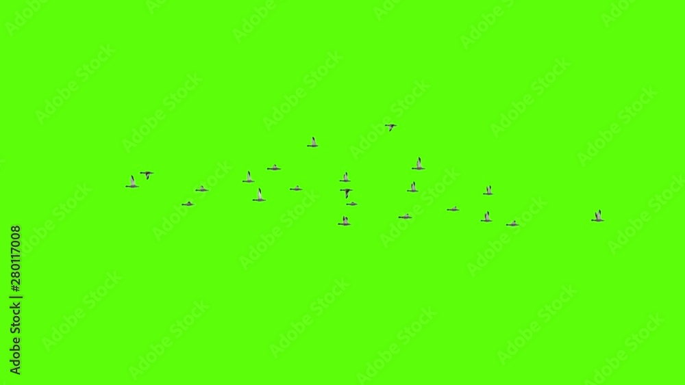 teal fly far green screen teal fly far green screen