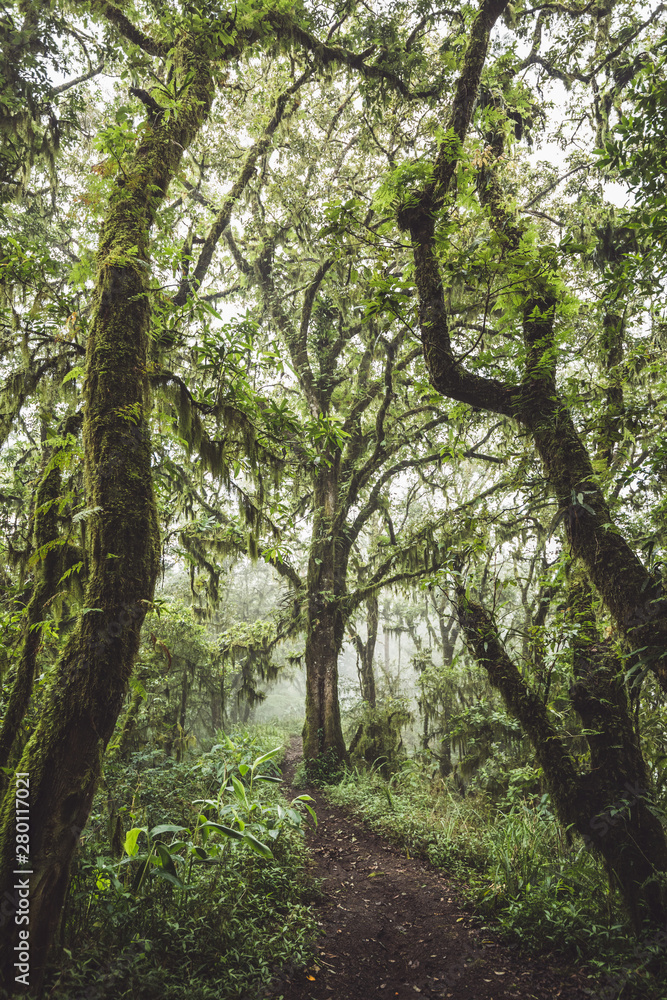 Fototapeta premium Path in mysterious forest with old huge trees covered with moss and lichen. Dark and foggy atmosphere