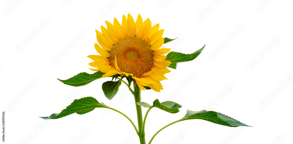 Fototapeta premium single sunflower isolated on white