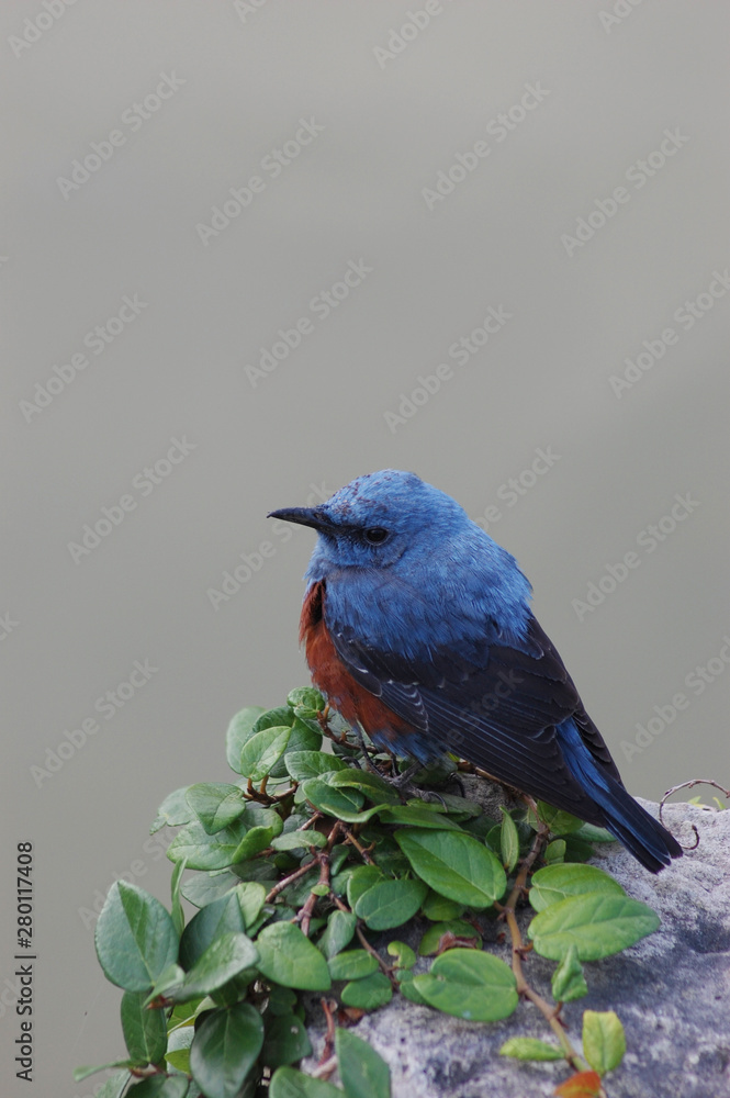 Obraz premium 南国沖縄の青いイソヒヨドリ