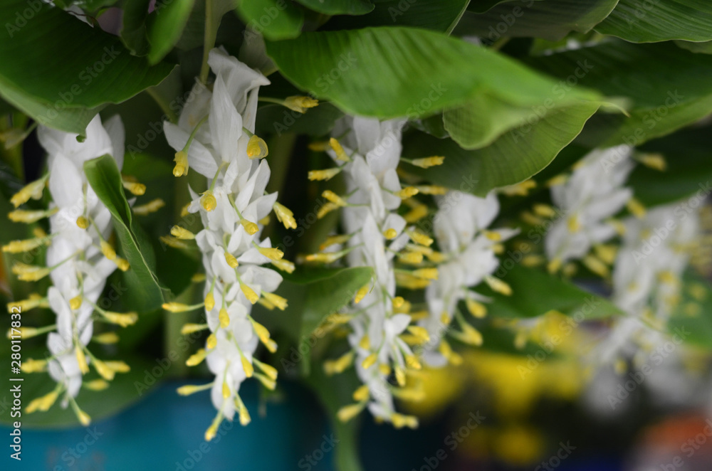 Thai flowers, Lent flowers, white worship, Buddhist Lent Day Thai flowers, Lent flowers, white worship, Buddhist Lent Day