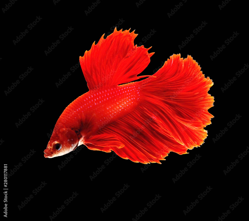 Yellow betta fish are fighting, Siamese fighting fish, Betta fish on black background Yellow betta fish are fighting, Siamese fighting fish, Betta fish on black background