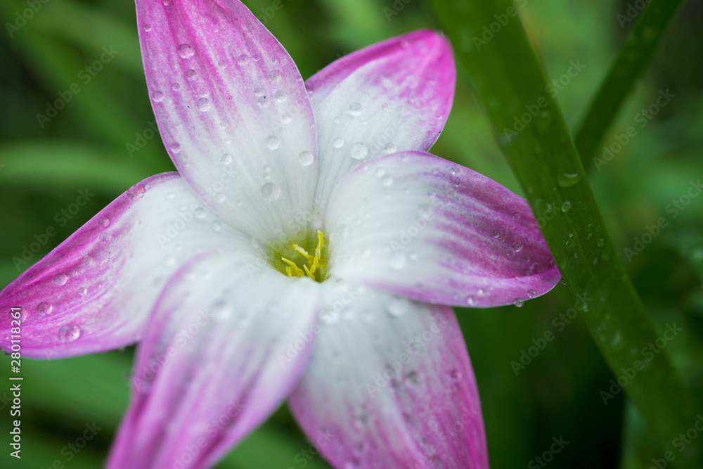 Zephyranthes grandiflora, Water droplet on petal of white and pink flower macro shot in morning time after raining season. Zephyranthes grandiflora, Water droplet on petal of white and pink flower macro shot in morning time after raining season.