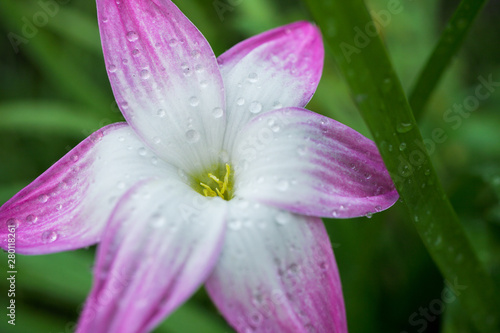Zephyranthes grandiflora, Water droplet on petal of white and pink flower macro shot in morning time after raining season.