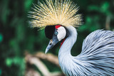 Black Crowned-crane bird - Balearica pavonina, Bali, Indonesia. Portrait close up