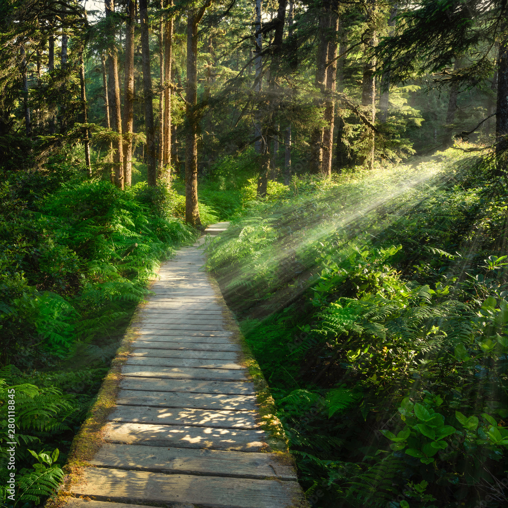 Fototapeta premium Poranny spacer po lesie