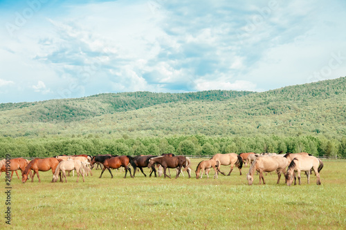 Beautiful brown horses on a farm © Stanislaw Mikulski