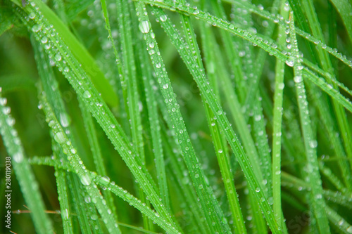 background of dew drops on bright green grass