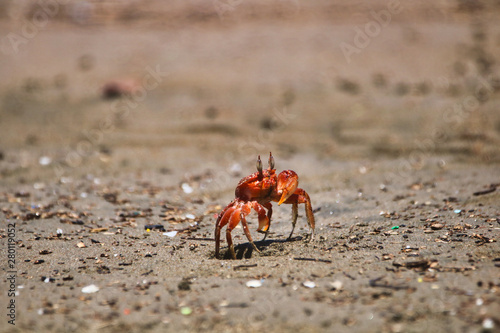 Crab at the Beach