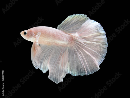 White fighting fish spread tail-feathers, Siamese fighting fish. Betta fish on black background