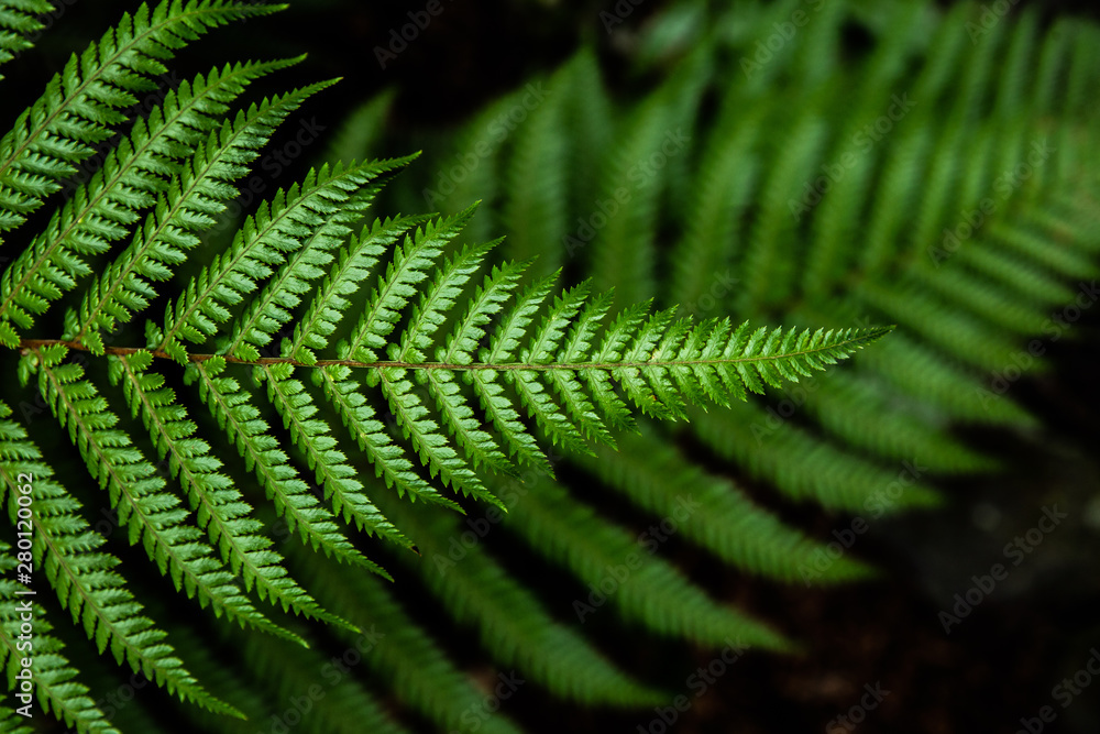 green fern leaf green fern leaf